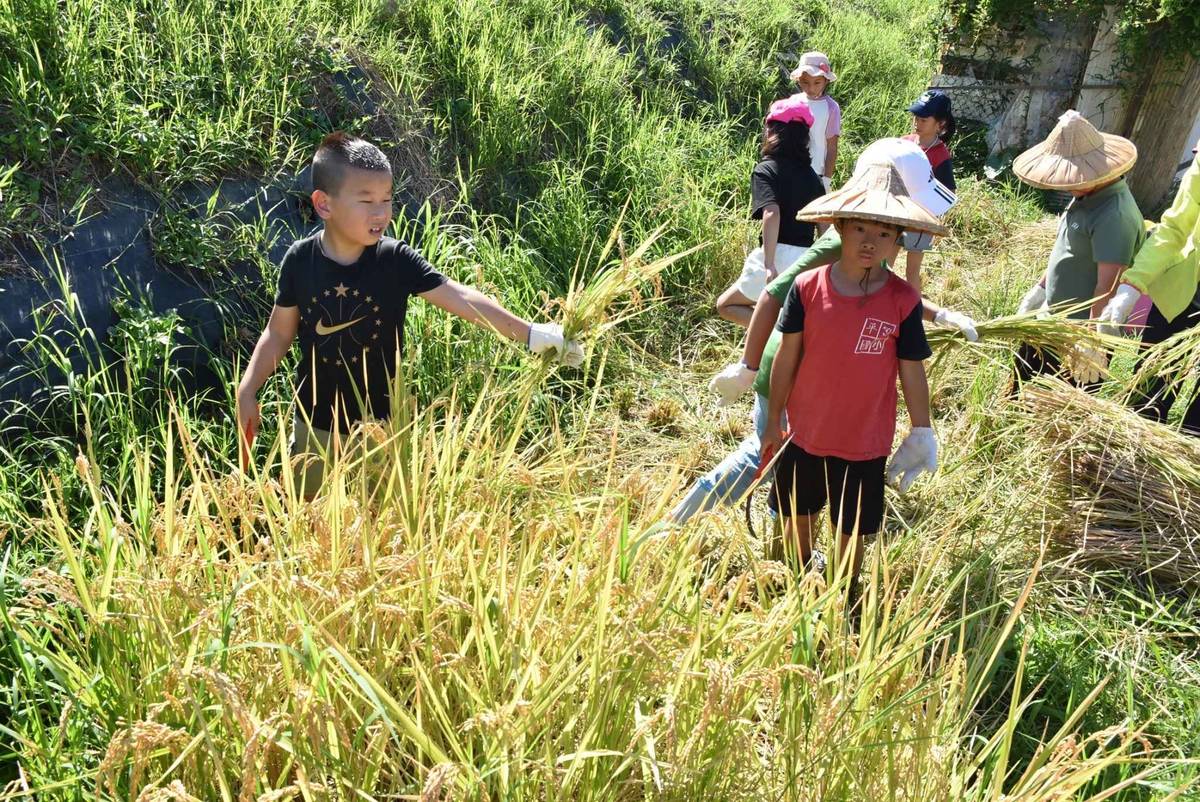 北市平等國小學生齊心協力，割稻收成