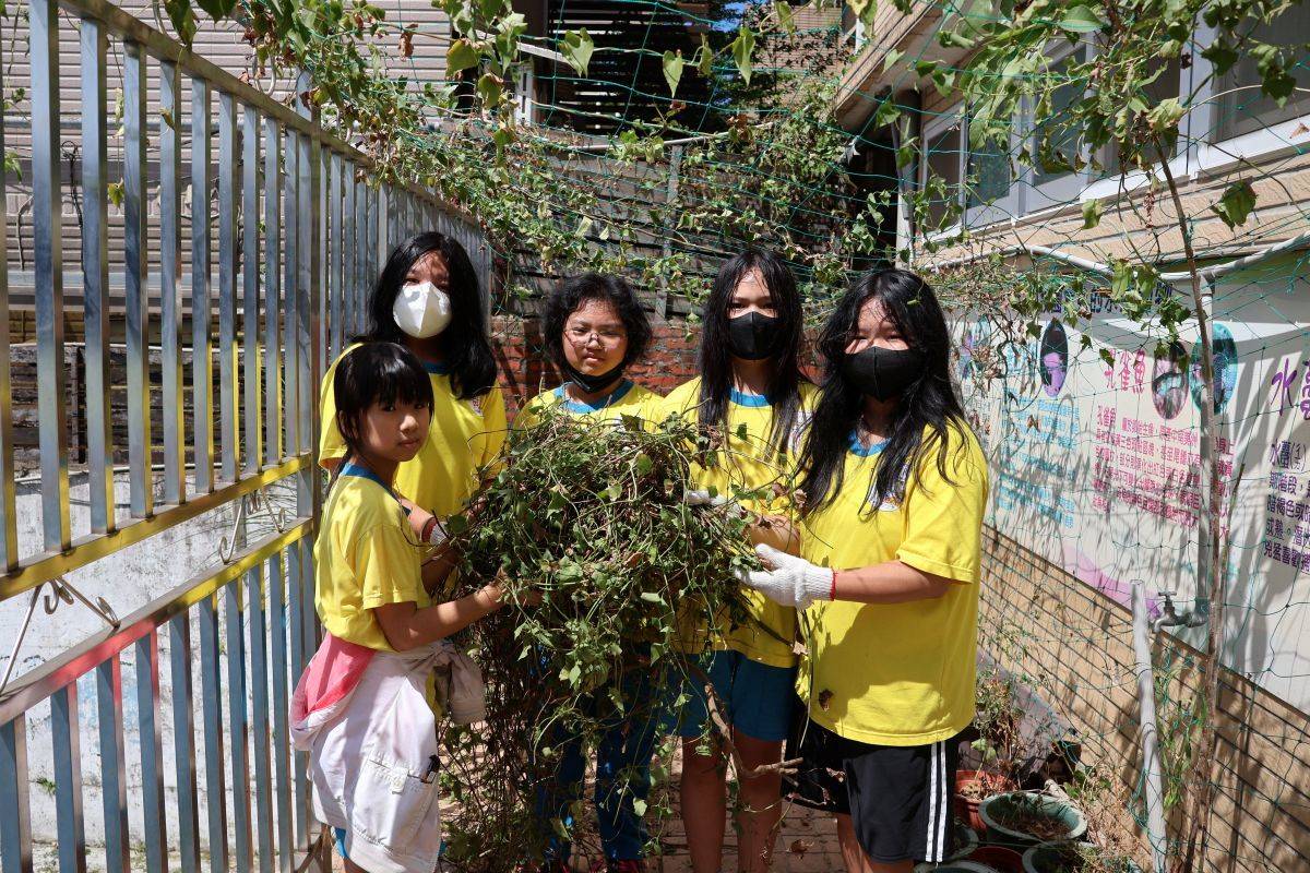龍岡國小學生在拔除小花蔓澤蘭的過程中，理解外來種與生態平衡的關係