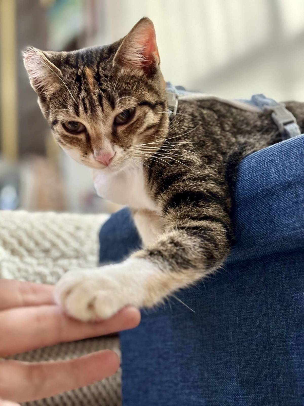 肉丸很有霸王的氣質