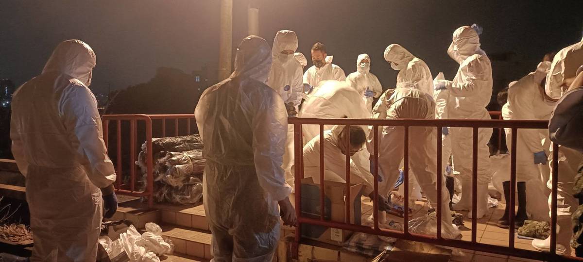 臺中案例場10月30日晚間持續進行清消