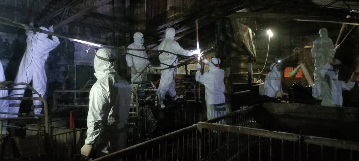 臺中案例場10月30日晚間持續進行清消