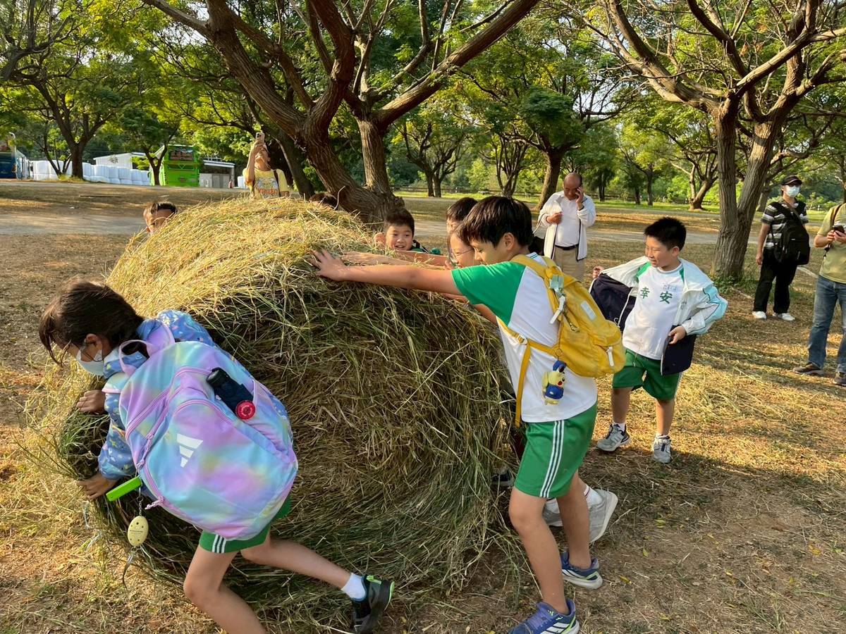 學生體驗滾牧草，合力推著重達500公斤的牧草