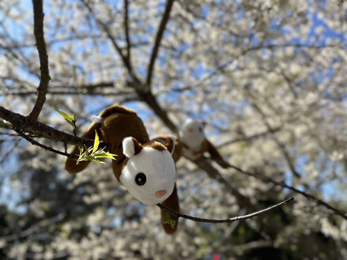 白面鼯鼠啪啪圈，可以貼在手臂或機車後座，是上班通勤的療癒小夥伴。