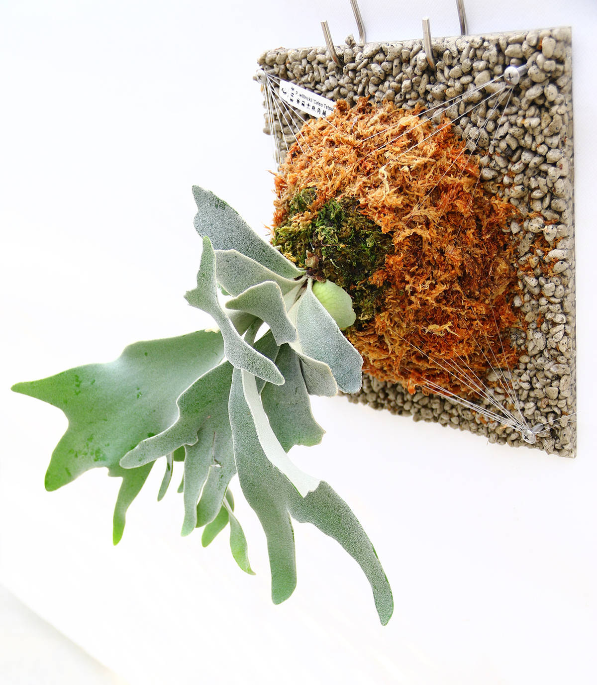 火山浮石手作植生板可與多種鹿角蕨完美結合，展現自然風貌。