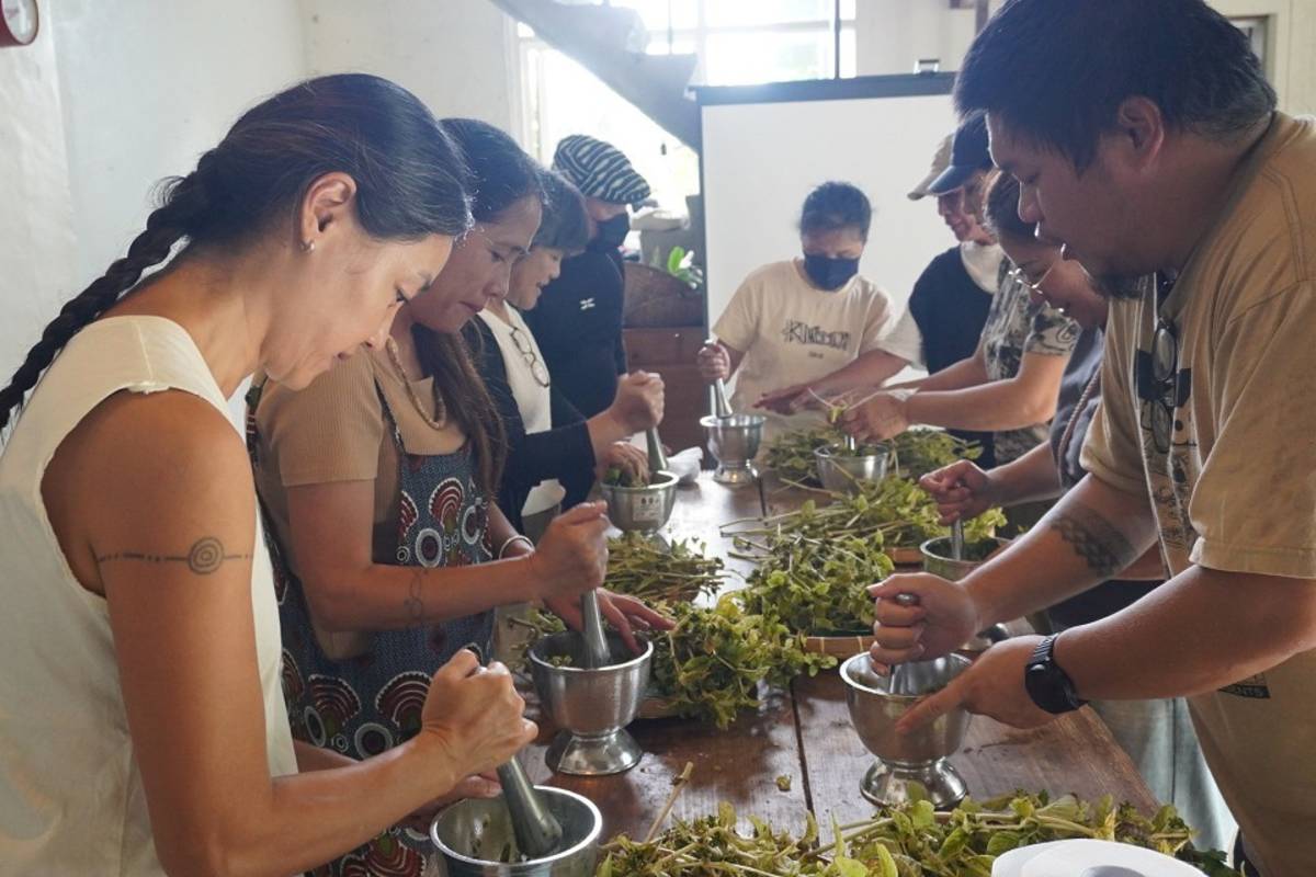 族人認識酒麴植物