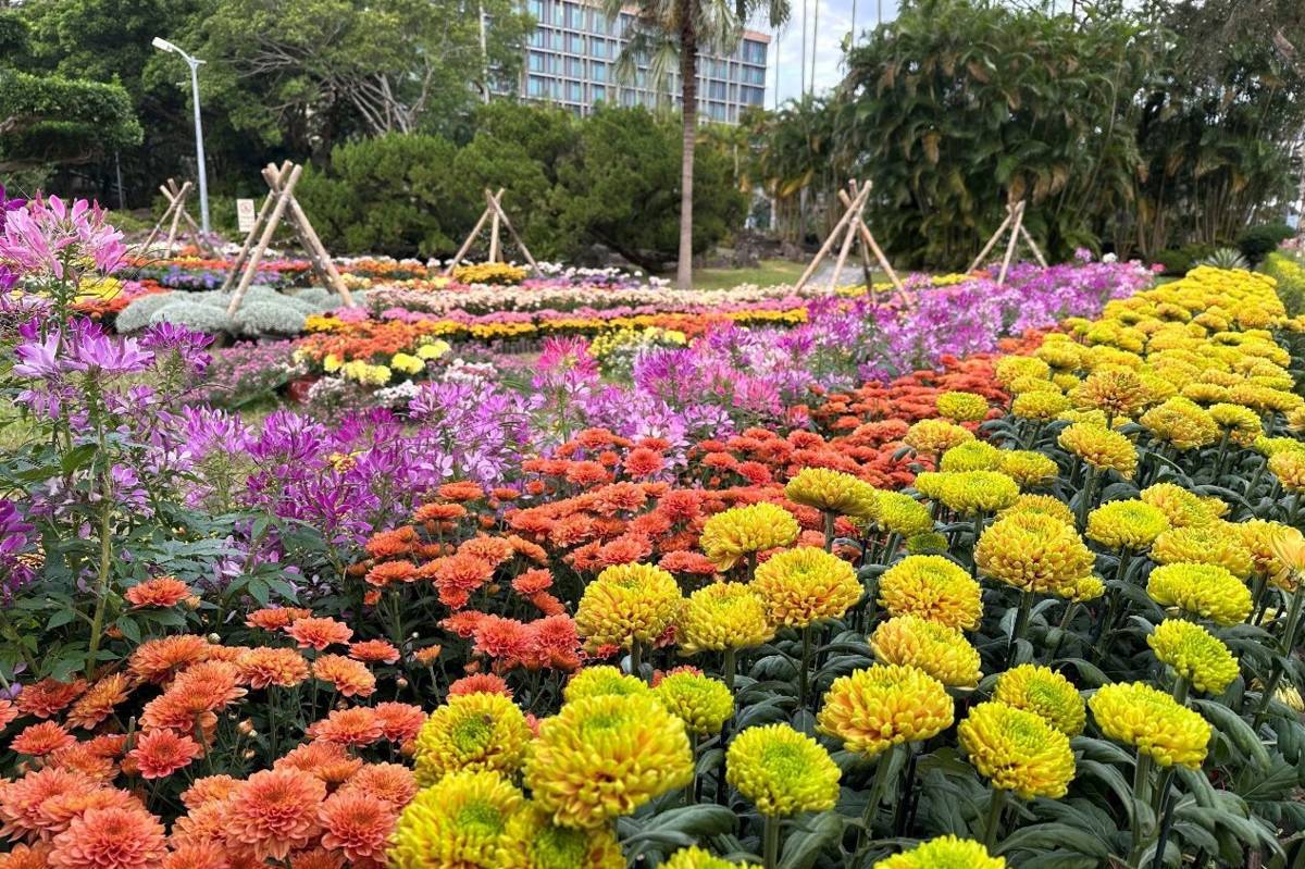 臺北市「2025士林官邸菊展」以「藝菊圓夢」為主題，將在11月28日登場