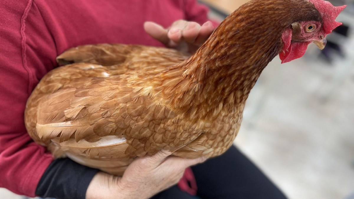 雞可愛之處，很敏感輔療型動物，比夠更聰明。