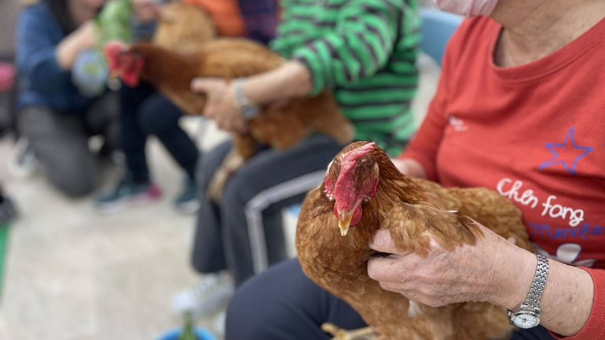 雞賽跑很好玩，跟雞說話、按摩，下更多蛋給我吃。