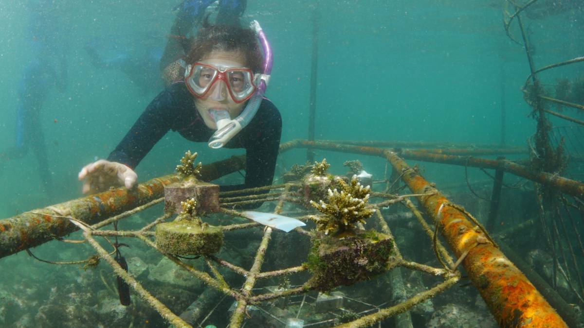 SDGs 14 保育海洋生態復育珊瑚-陳映玲提供.jpg