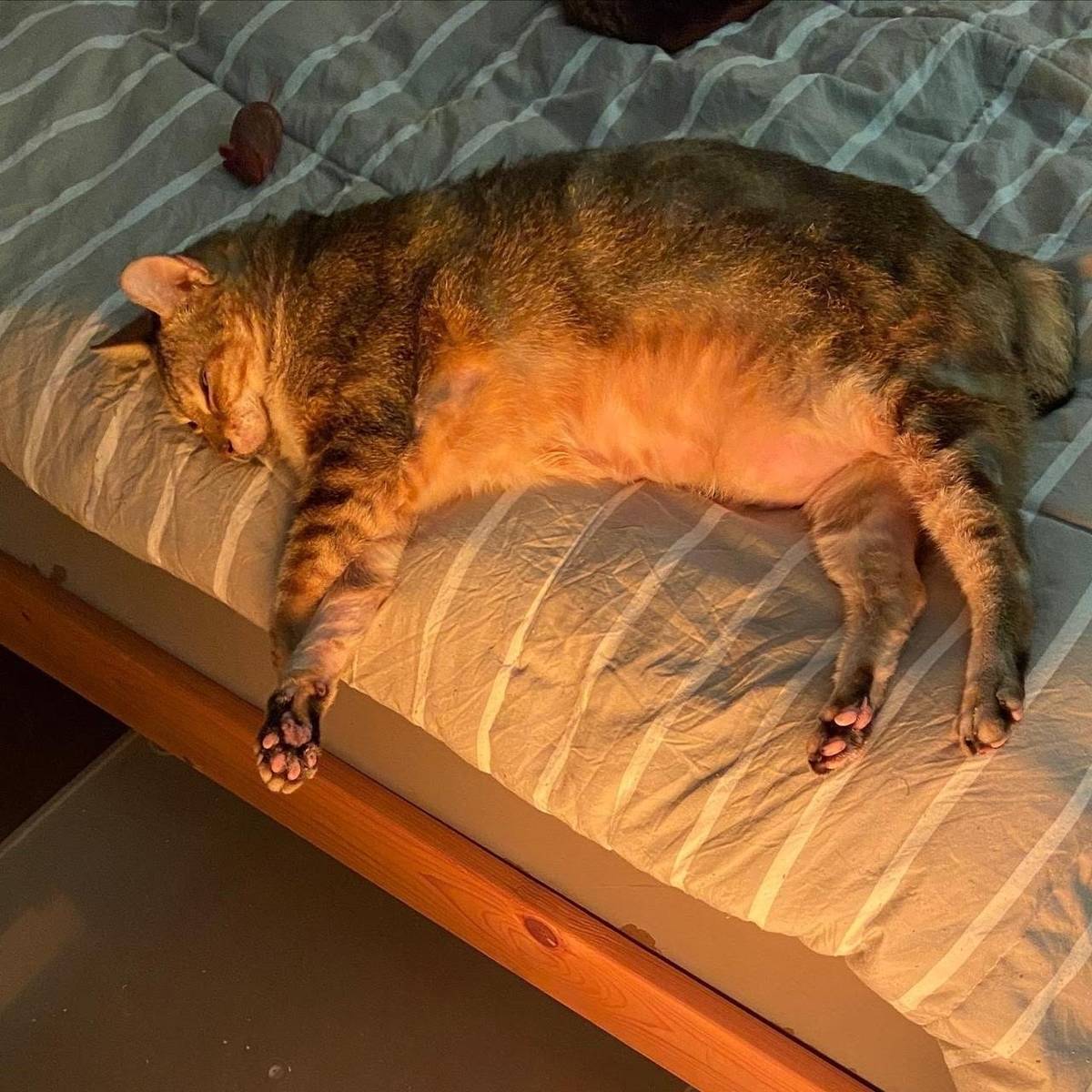 被主人養得很紮實