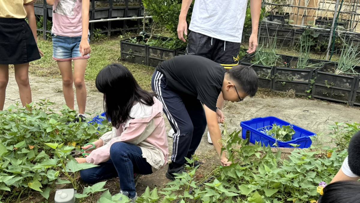 1 5年級小朋友採收地瓜葉.jpg