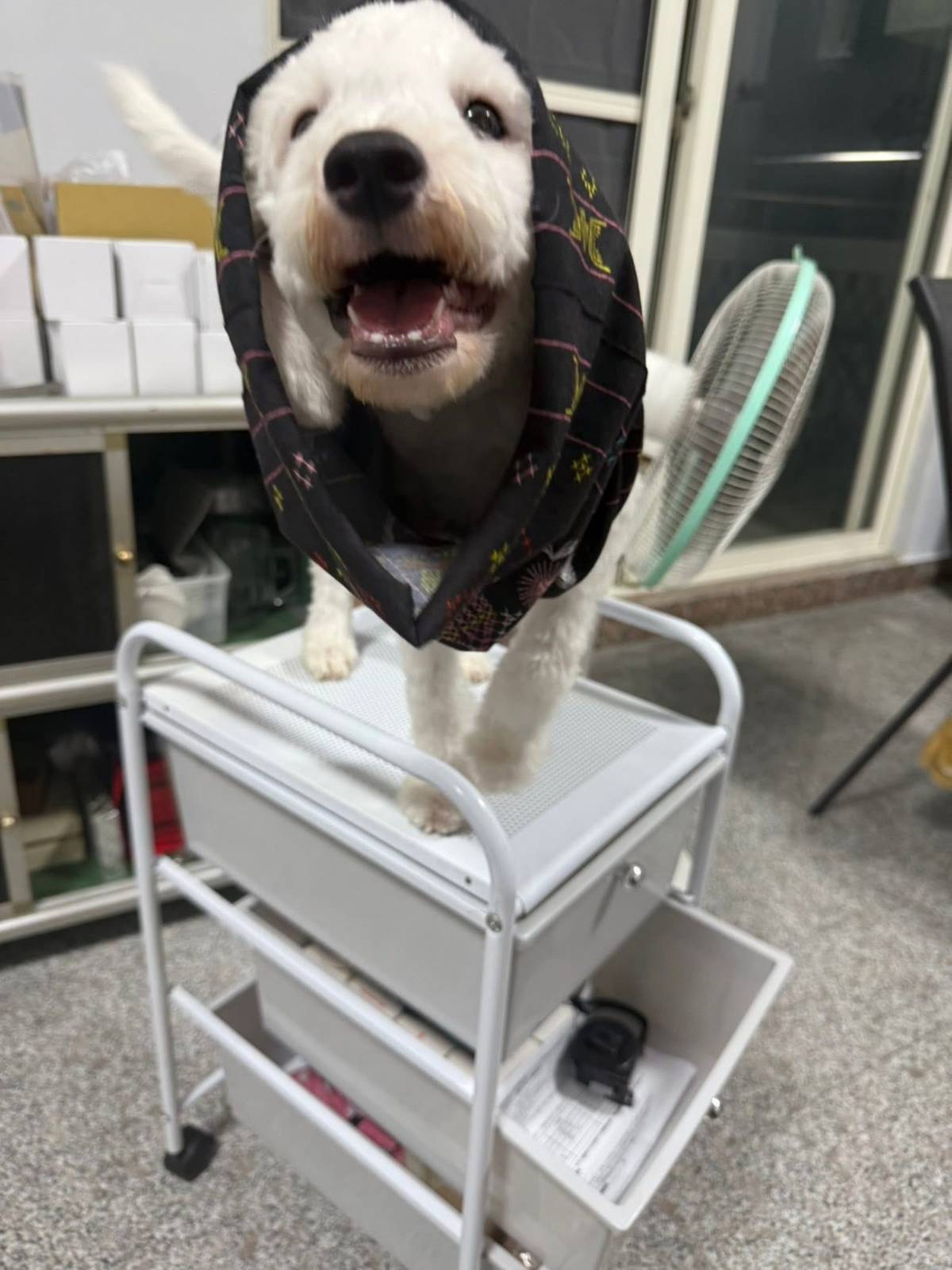 比熊ｘ貴賓的「依衣」