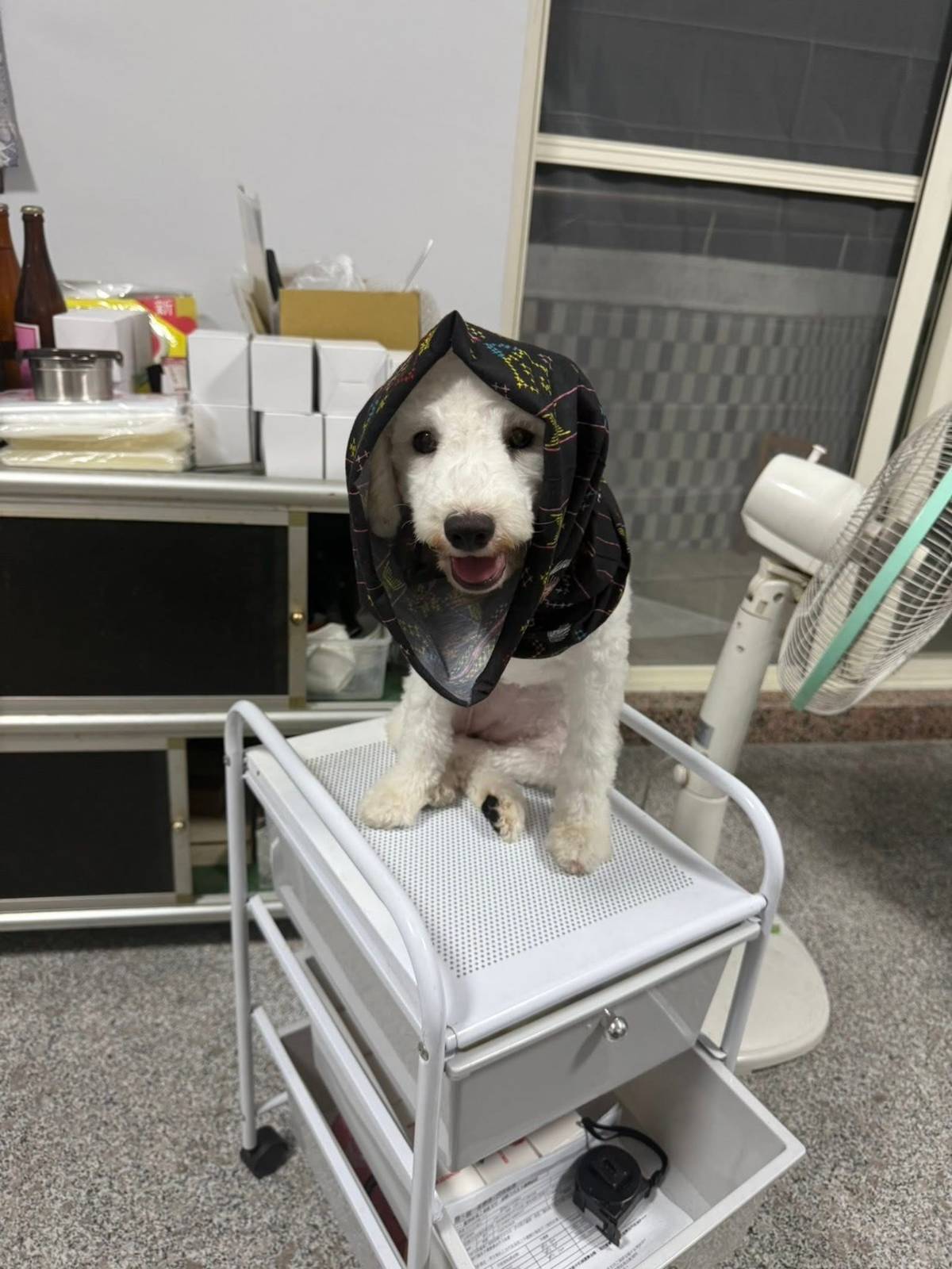 比熊ｘ貴賓的「依衣」