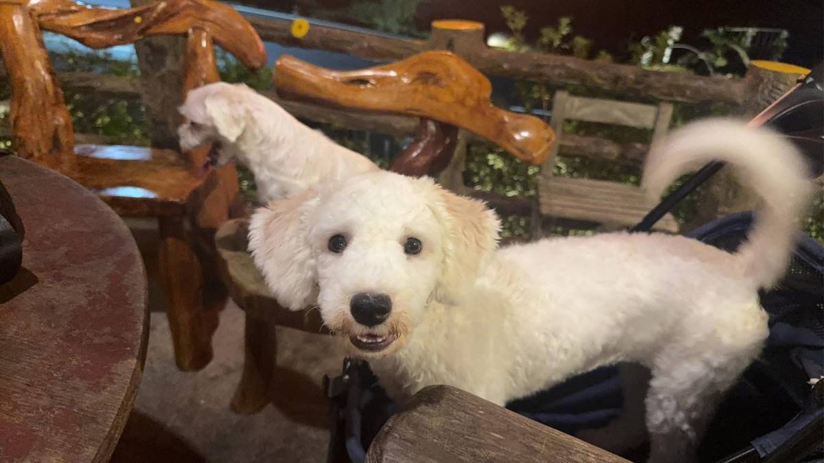 還是小朋友的依衣已經比哥哥姐姐們大隻