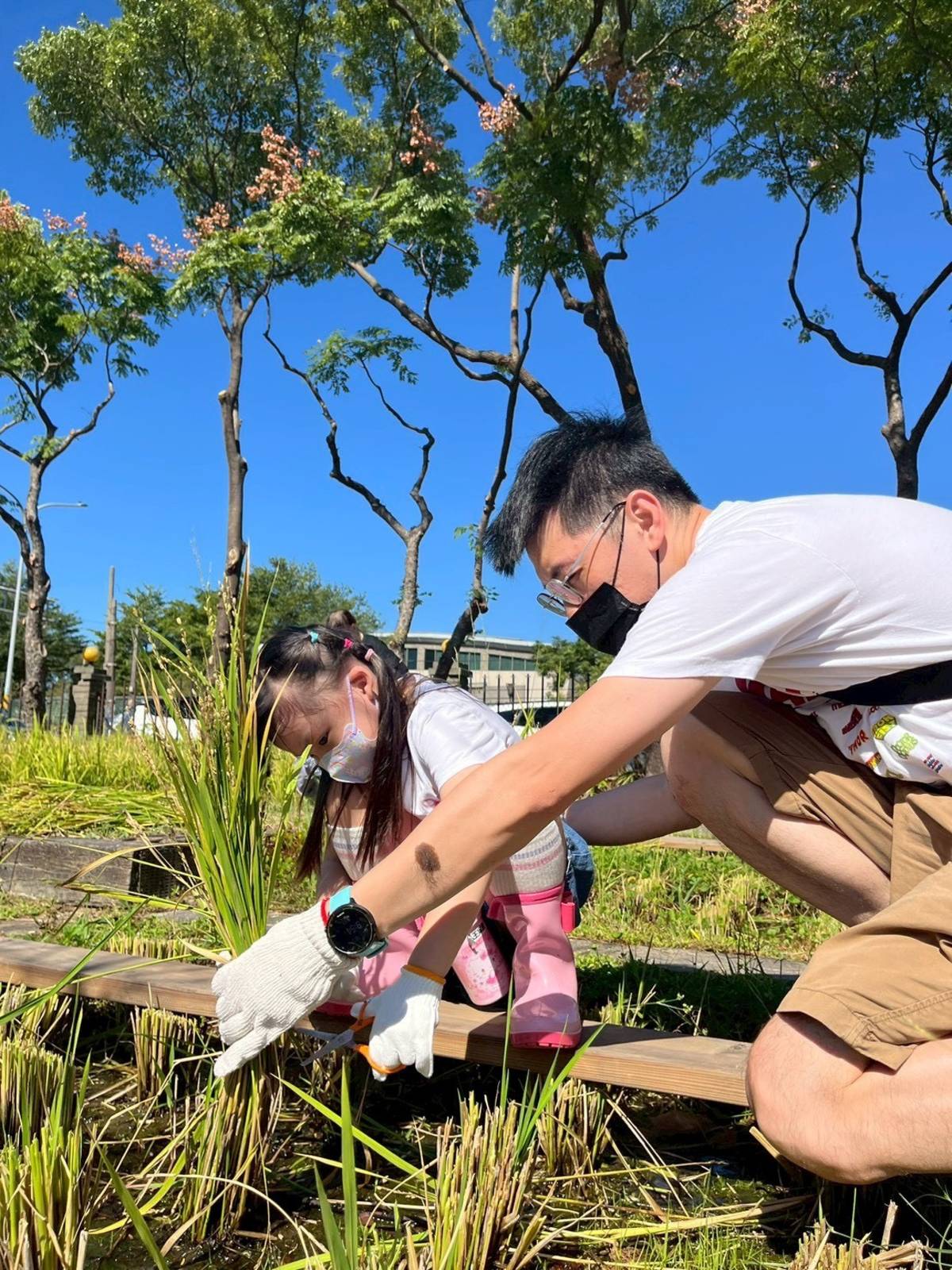 親子一起動手割稻