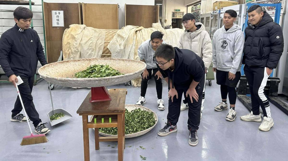茶葉技術科辦理研習，讓學生體驗製茶流程（圖源：仁愛高農）