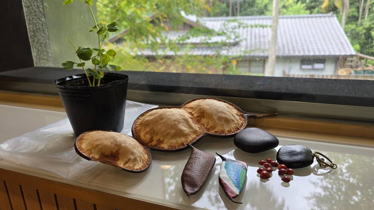 豆科植物種子樣態很多元