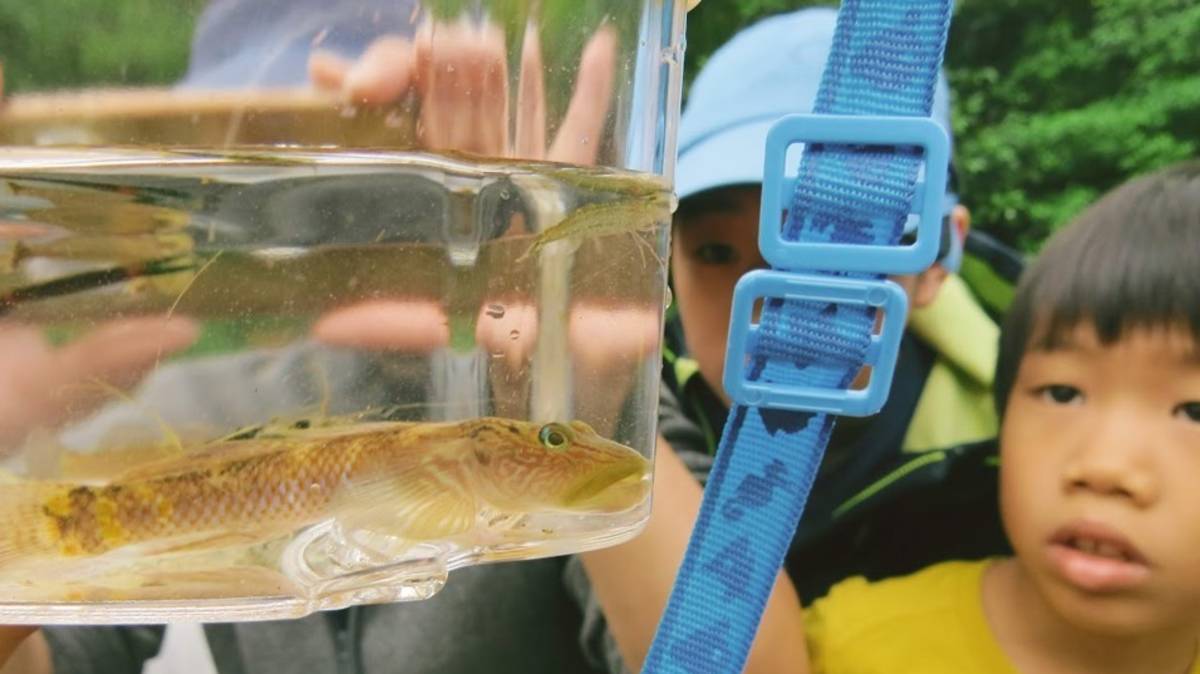 溪流中的水生生物與我們近在咫尺卻陌生，當大家近距離觀察時，常常對他們生理特徵與棲地的關聯大為驚嘆