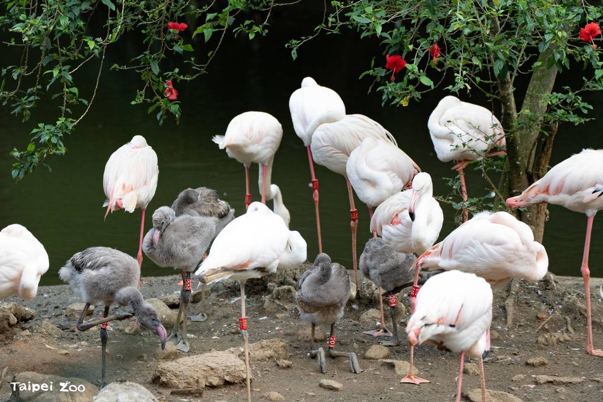臺北市立動物園鳥園水禽區今年誕生的6隻大紅鶴寶寶，目前大概1到2個月大