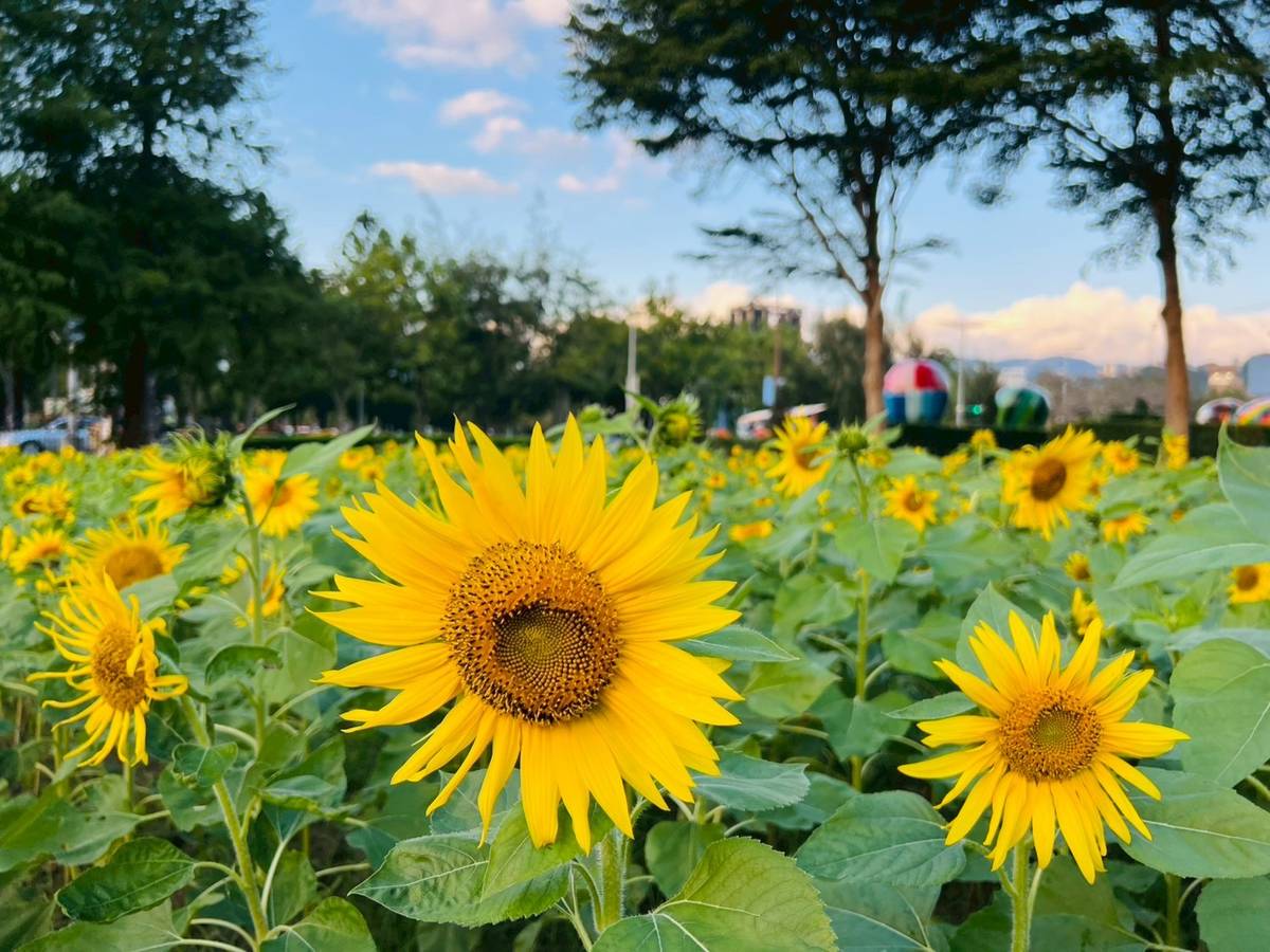 向陽築夢展區金黃的向日葵，鼓勵大家勇敢逐夢