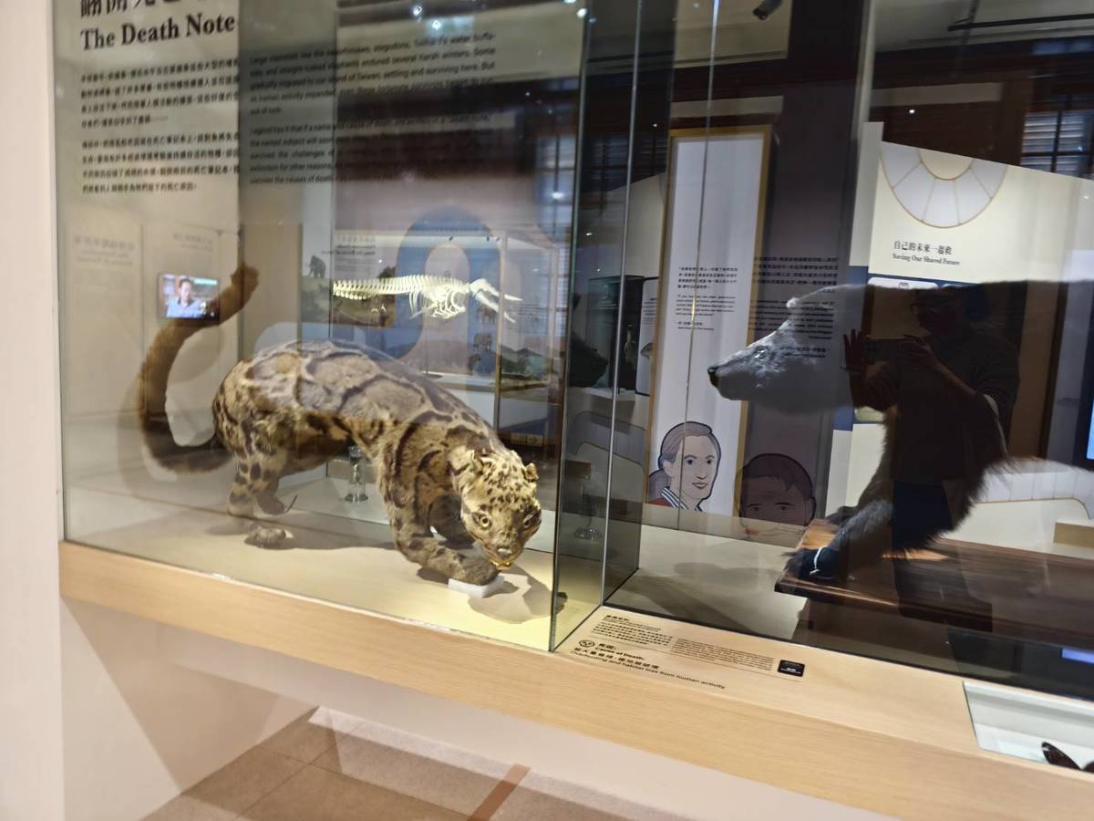「第六次大滅絕?命運還是機會」特展，展出已經滅絕的臺灣雲豹標本。