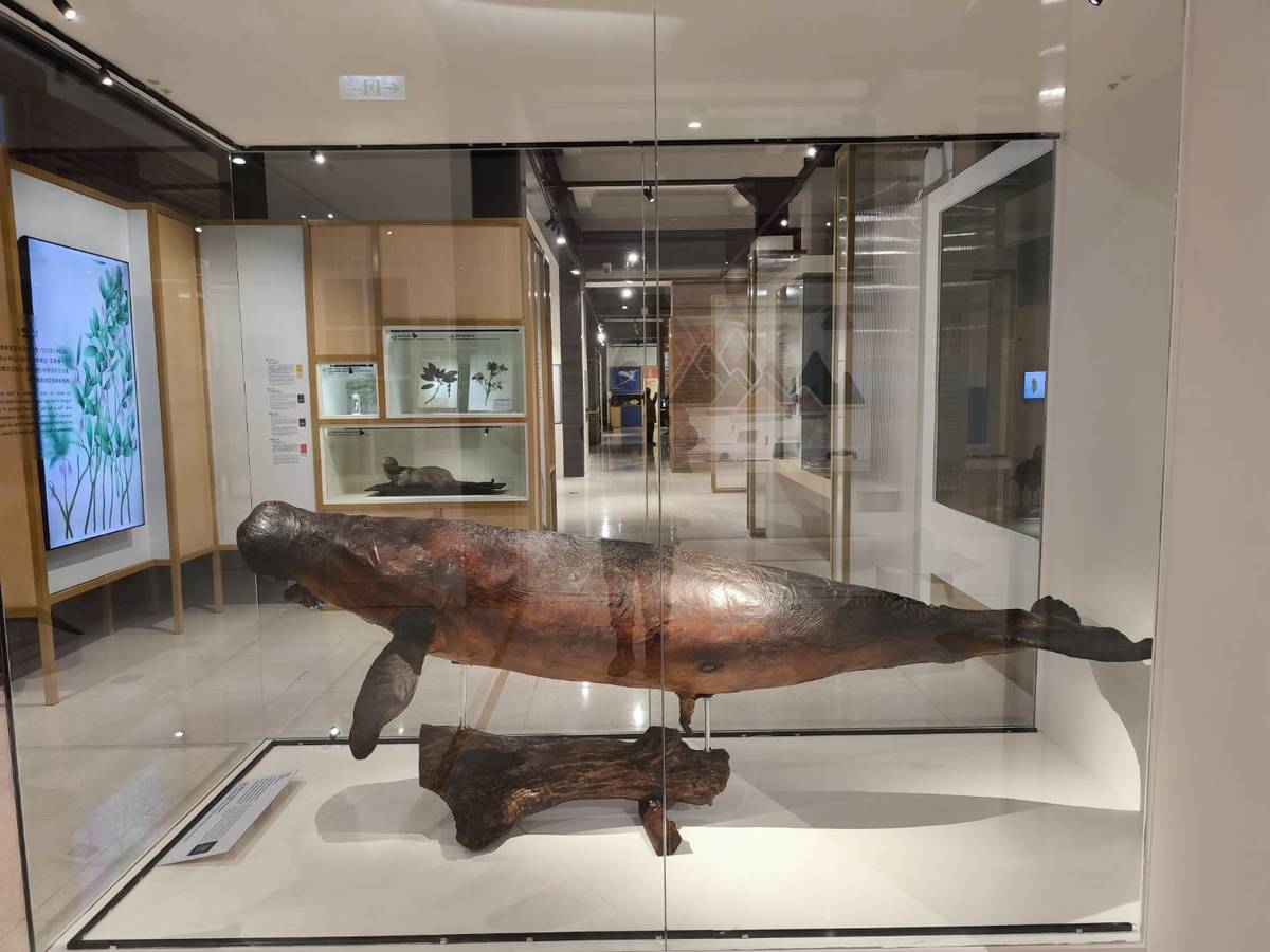 「第六次大滅絕?命運還是機會」特展展出儒艮標本。