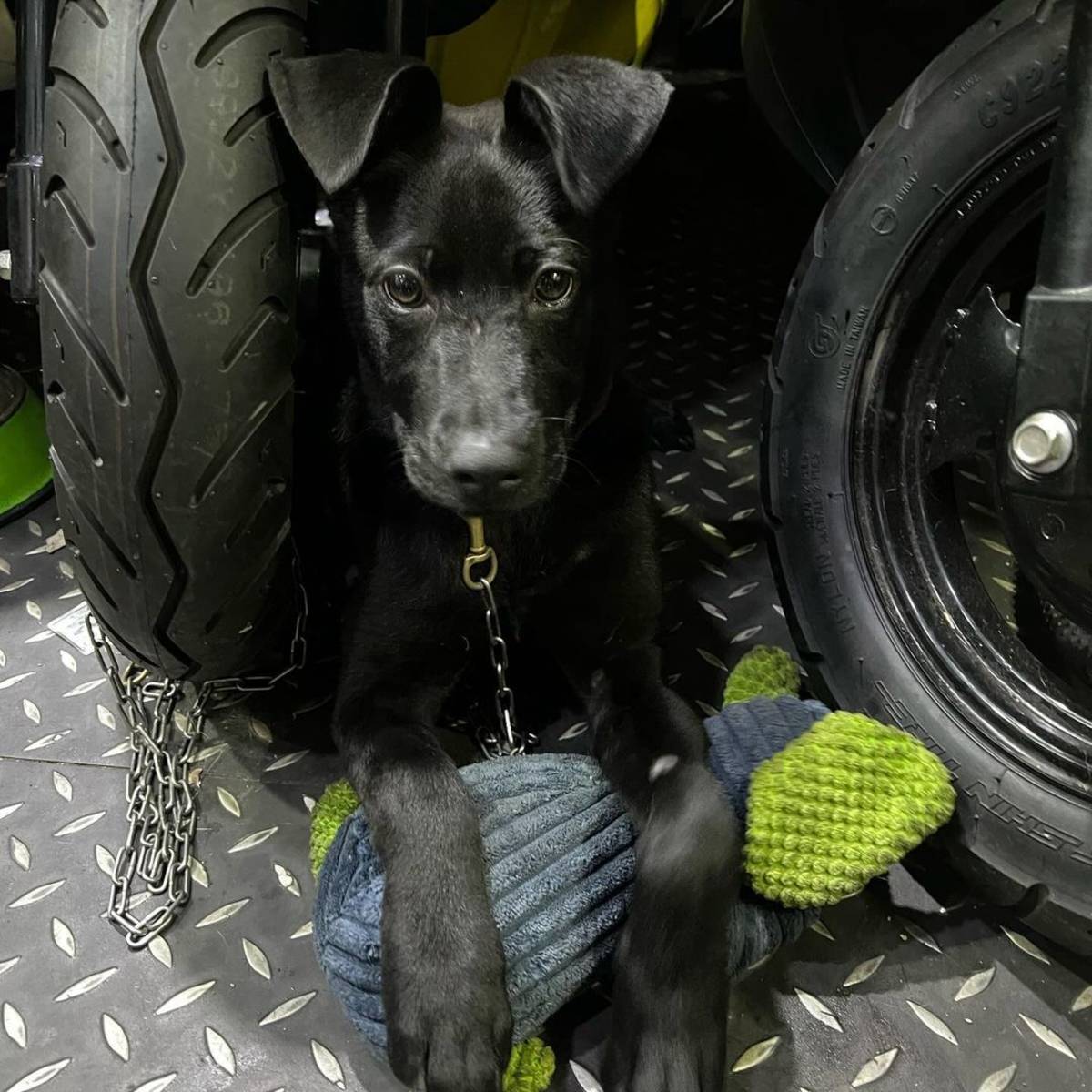 小Ｑ的妹妹，黑寶