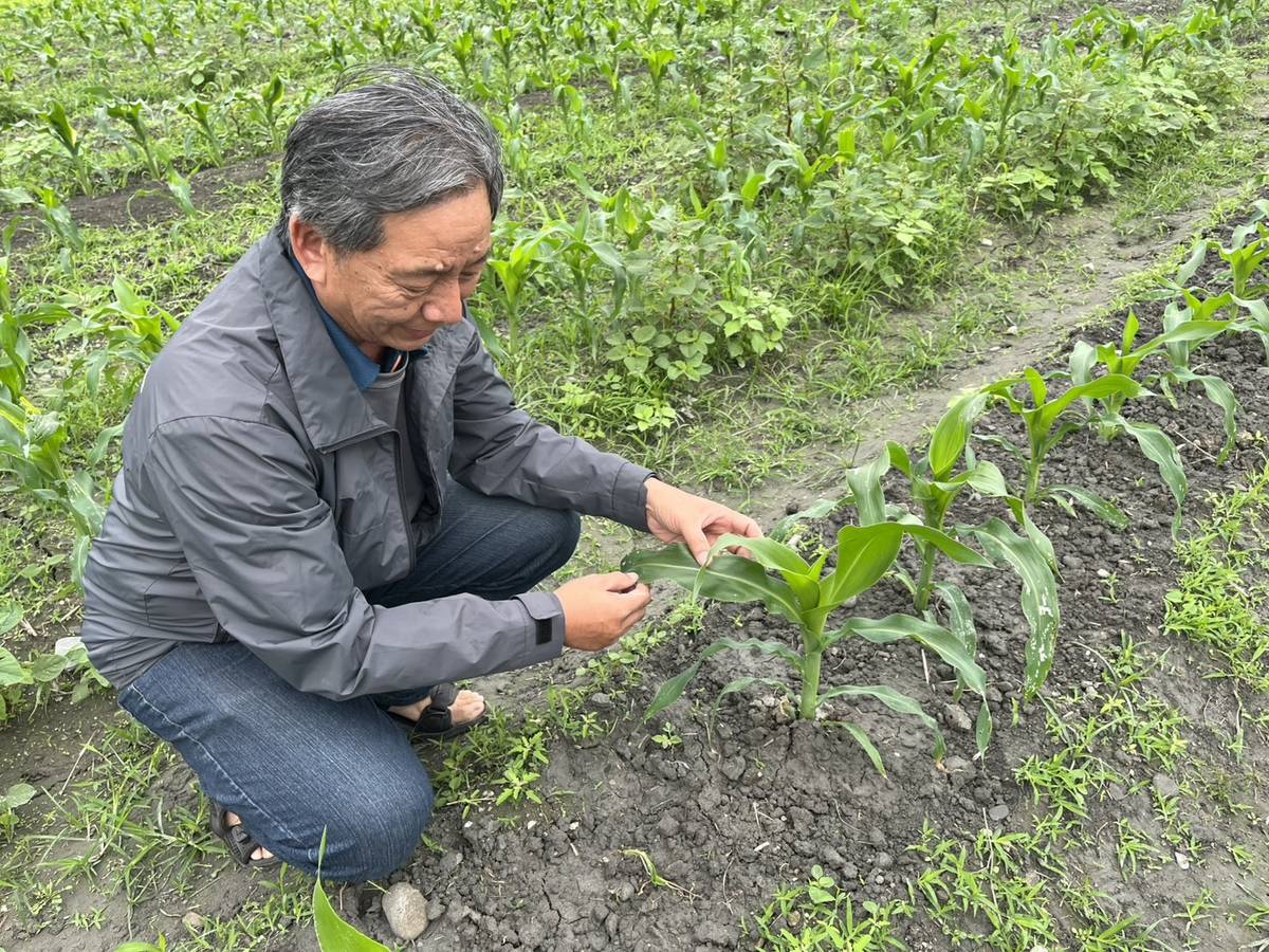 蘇同學說，到田裡巡視農作成為生活的重心。