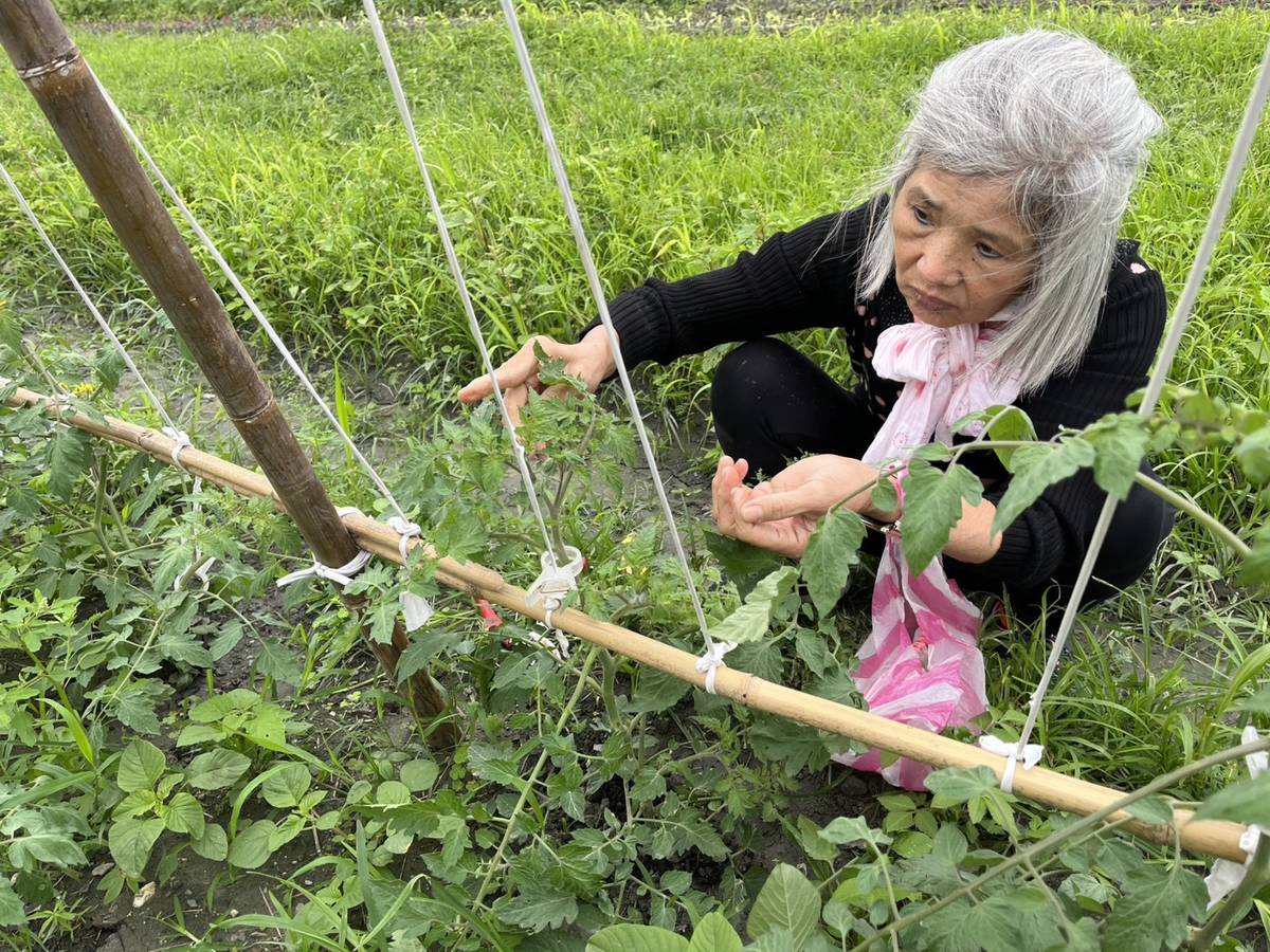 同學仔留察看植物成長的情況