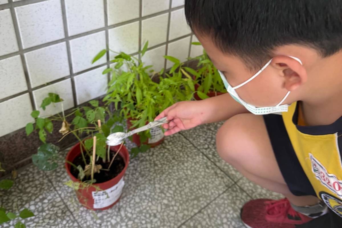自強國小學生將廢棄蛋殼變成肥料，為植物施肥