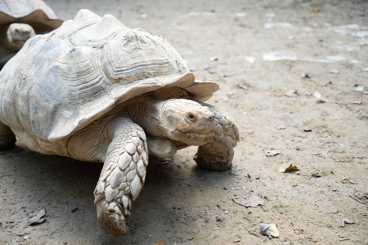 平均壽命50歲的蘇卡達象龜需要較大的照養環境(圖片來源:北市動物園)

