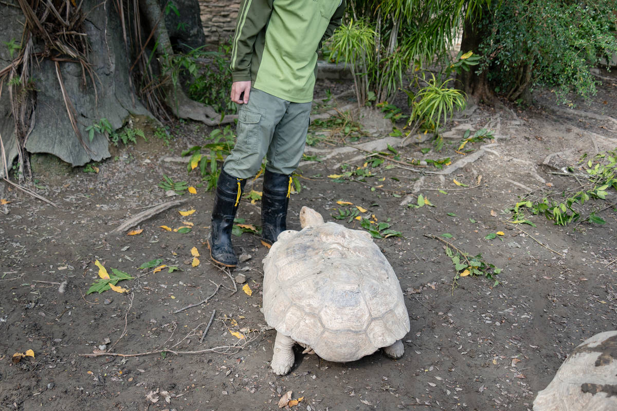 來勸架的保育員常被當成遷怒、攻擊的對象(圖片來源:北市動物園)

