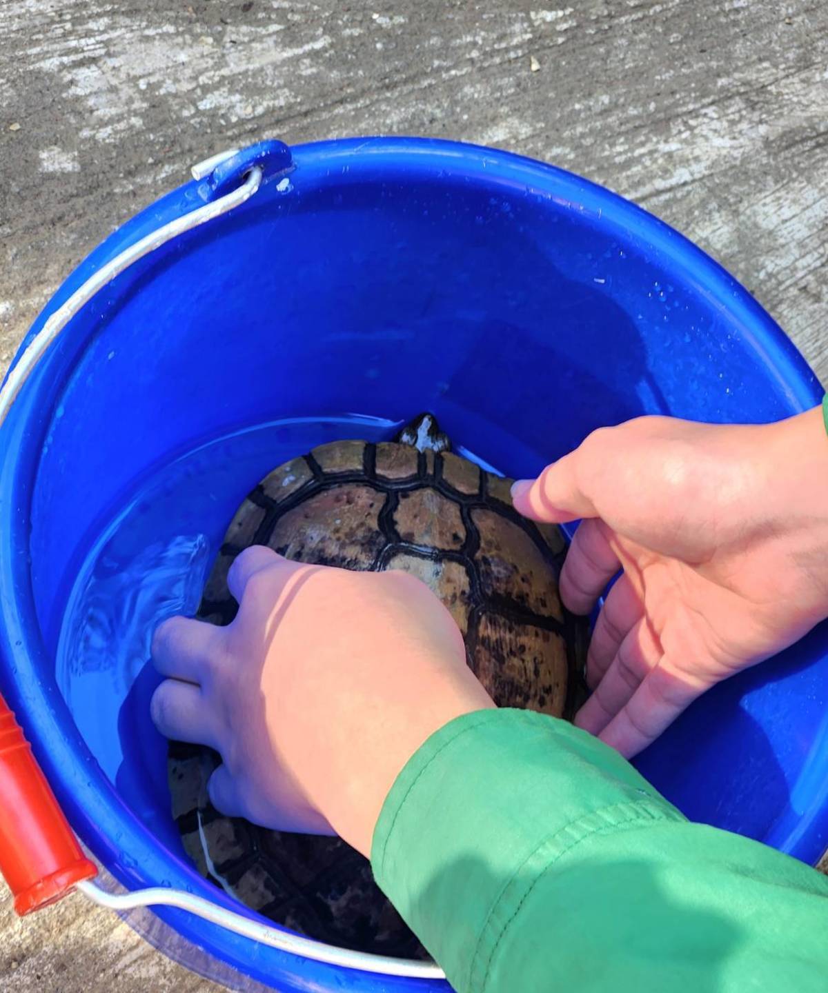 八德國中學生救起卡在排水孔的烏龜，並用清水清洗殼上的污泥

