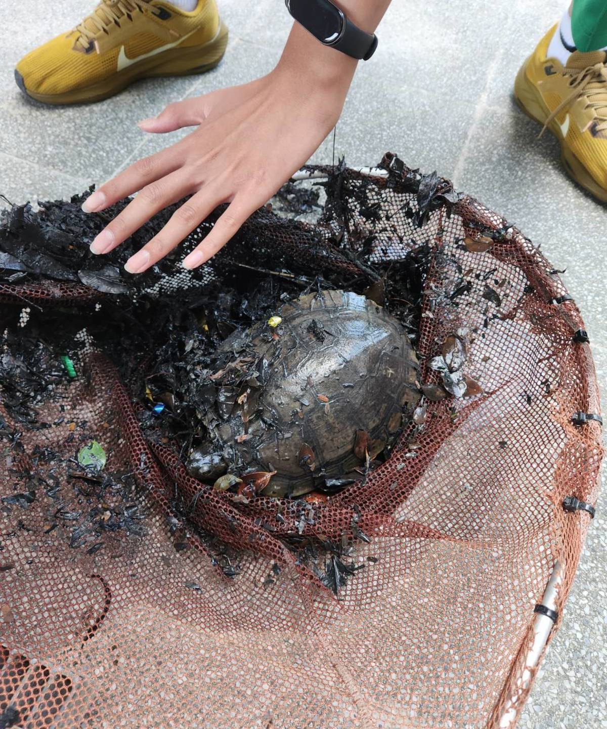 烏龜剛從排水溝中被撈起，渾身髒汙