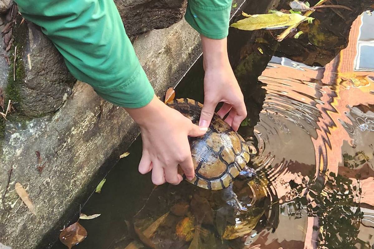 桃園八德國中救援烏龜，重回生態池生活

