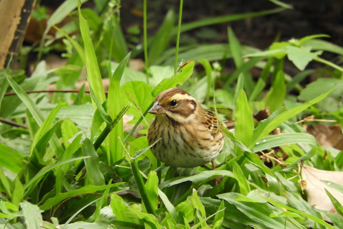 黃眉鵐具鮮明的黃色眉斑，辨識度極高，常單獨或成小群活動，性情機警，受驚時會快速躲入草叢。圖片提供／國立自然科學博物館，李紹輔攝