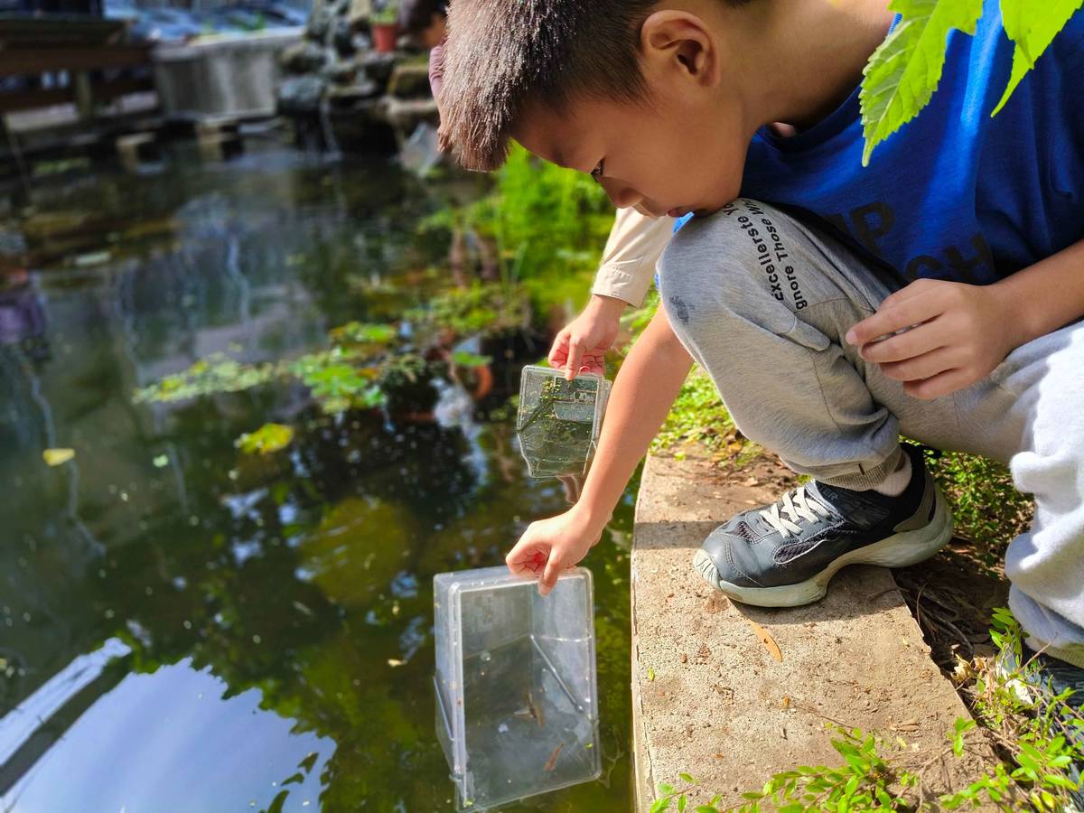 銘傳國小攜手「臺灣原生魚類保育協會」復育史尼氏小䰾，實踐環境永續教育