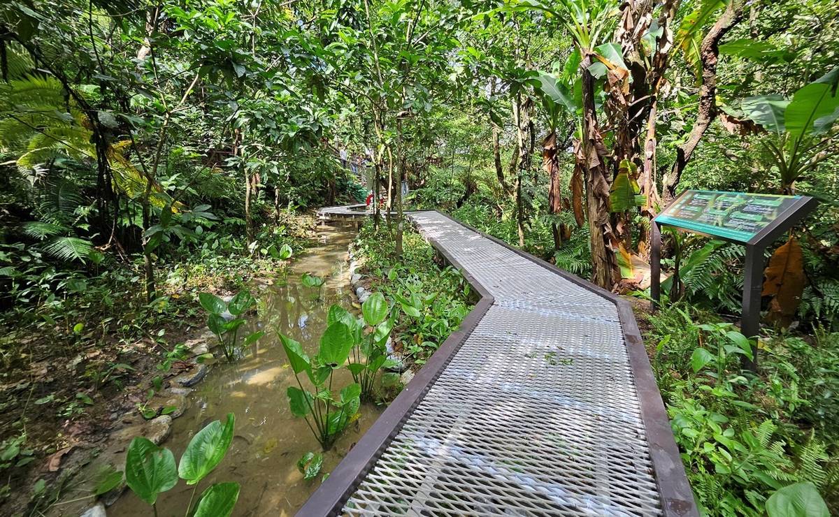 「新北市土城桐花公園景點營造工程」整理既有生態池棲地，建置生態觀察棧道，保留生物棲息空間。