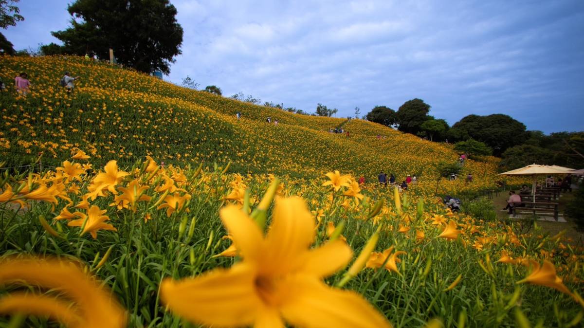 八卦山金針花季的金黃山頭吸引許多遊客前往賞花(圖片來源：參山處提供)