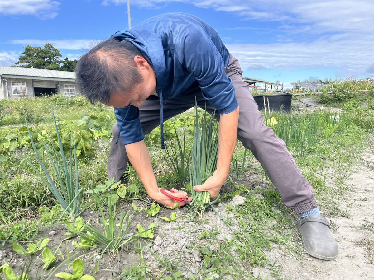 學生從菜園裡拔菜做美食
