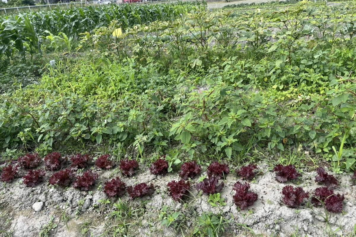 園藝科的農場裡有學生種的各種蔬菜