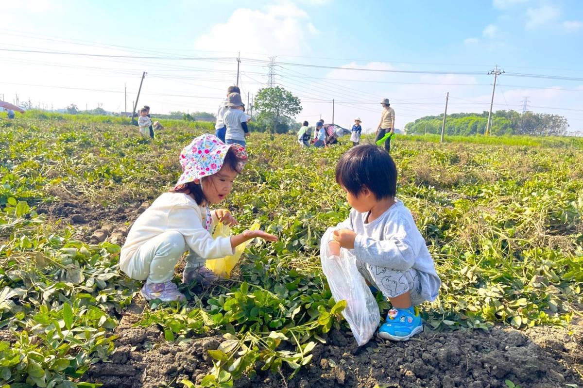 實地踏查花生的成長過程