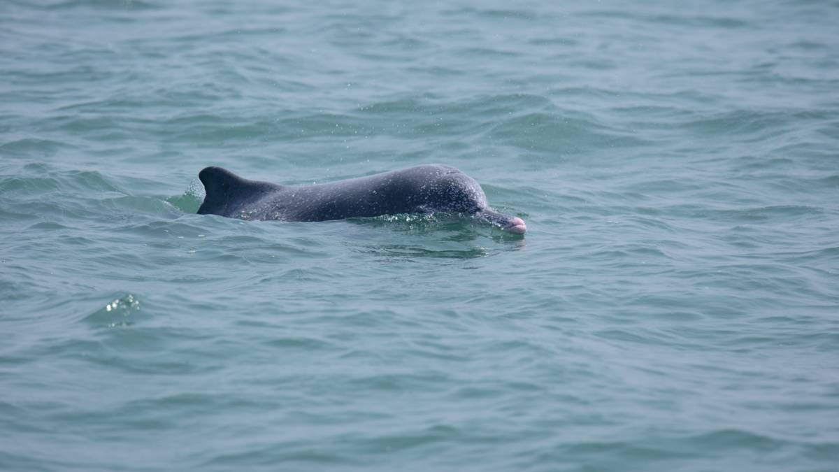 於箔子寮漁港目視調查白海豚(照片由郭佳雯研究員提供)