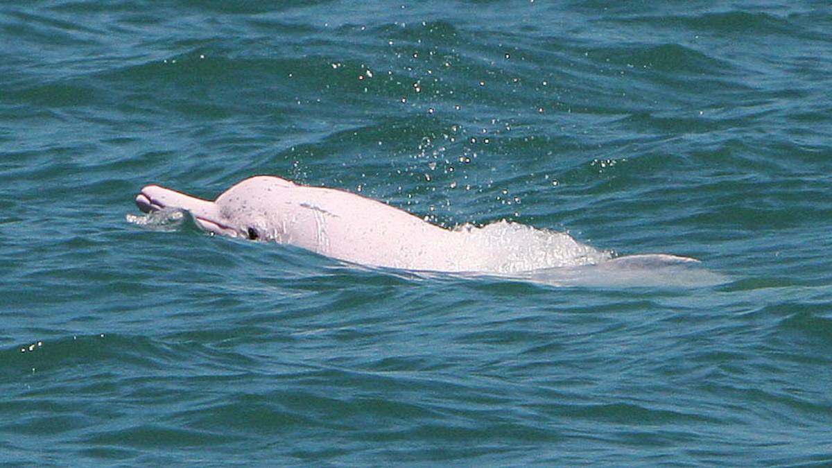 白海豚的身影(照片由郭佳雯研究員提供)