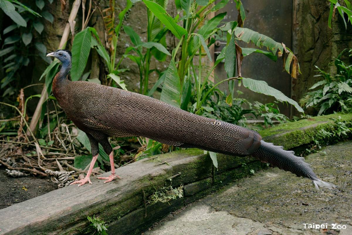 青鸞大方現身遊客面前橫越步道，民眾可趁機觀察