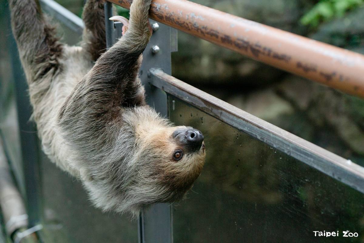 二趾樹獺在枝幹間移動來去自如