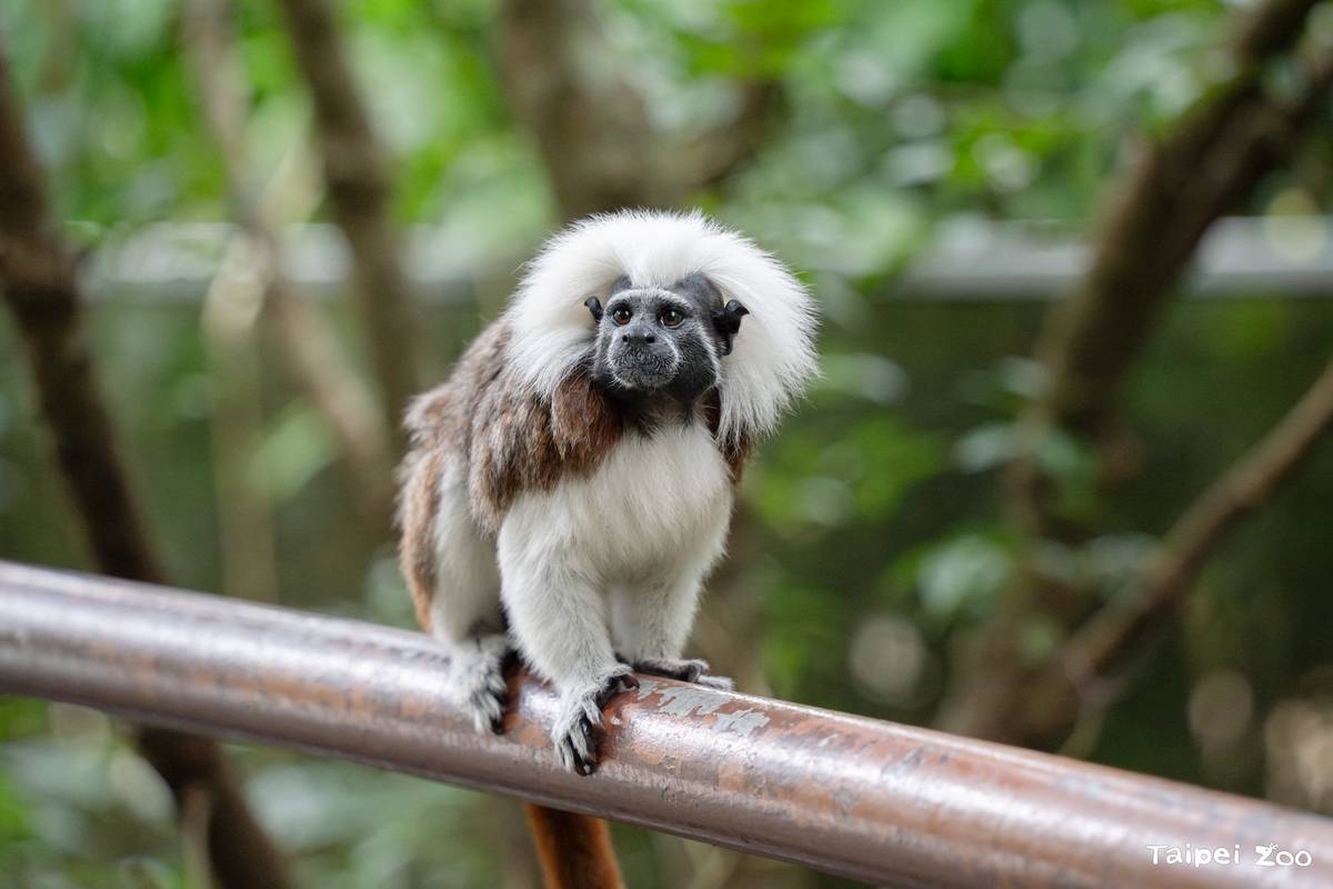 臺北市立動物園穿山甲館模擬熱帶雨林的生態環境，民眾可近距離看到棉頭絹猴