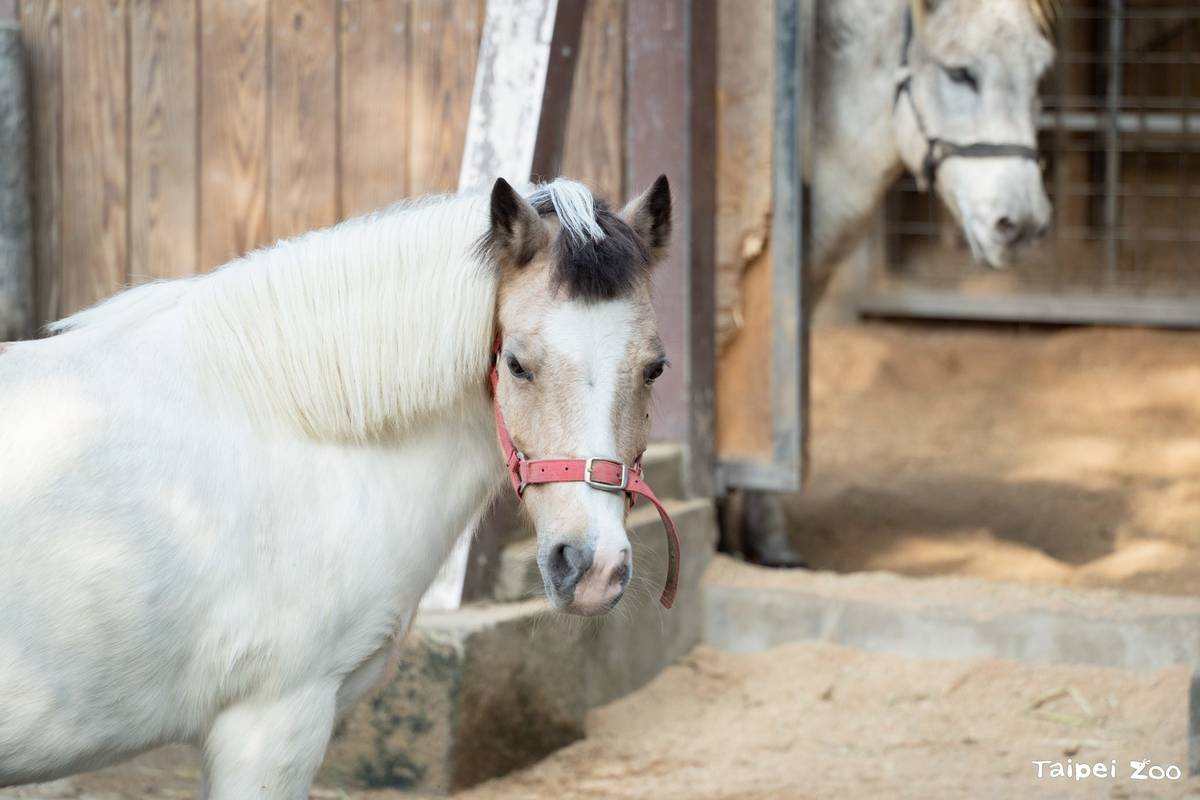 特展帶著大小朋友走進兒童動物區，探訪迷你馬和家驢