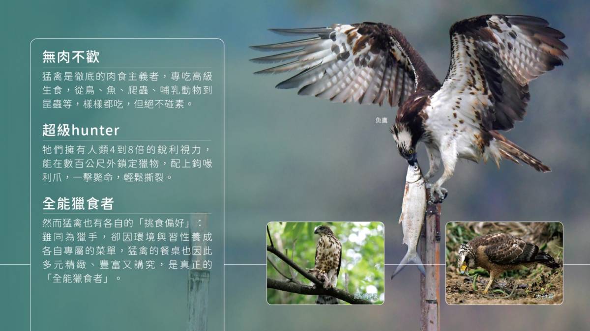 林業保育署臺中分署與生物多樣性研究所、台灣野鳥協會與挺挺動物網絡合作，在大雪山遊客中心3樓舉辦「原來我們那麼近.猛禽生活主題展」，帶領民眾走進猛禽的奇異世界。