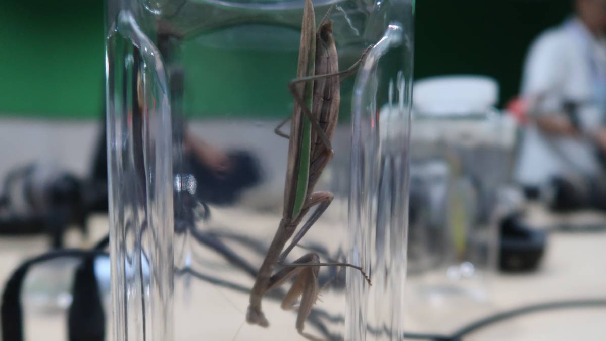 南投縣宏仁國中科展團隊研究環境變化對大刀屬螳螂生存的影響。